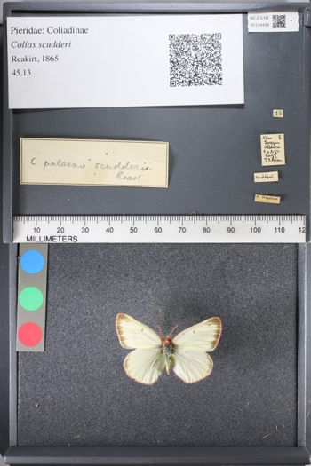 Media type: image;   Entomology 124498